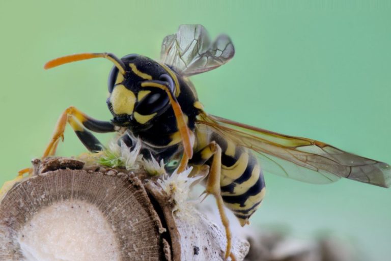 Bienen- und Wespenstiche